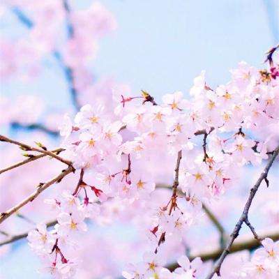 海星体育ios下载